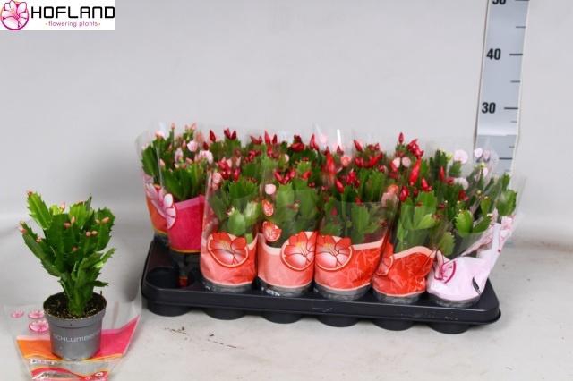 <h4>SCHLUMB GEM 3 KL</h4>