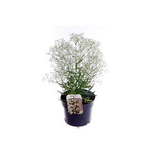 Gypsophila pan. Summer Sparkles