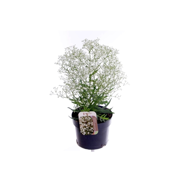 Gypsophila pan. Summer Sparkles
