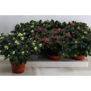 RHODO SI GEM