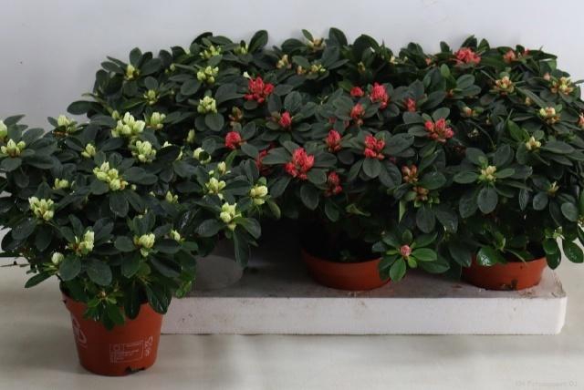 <h4>RHODO SI GEM</h4>