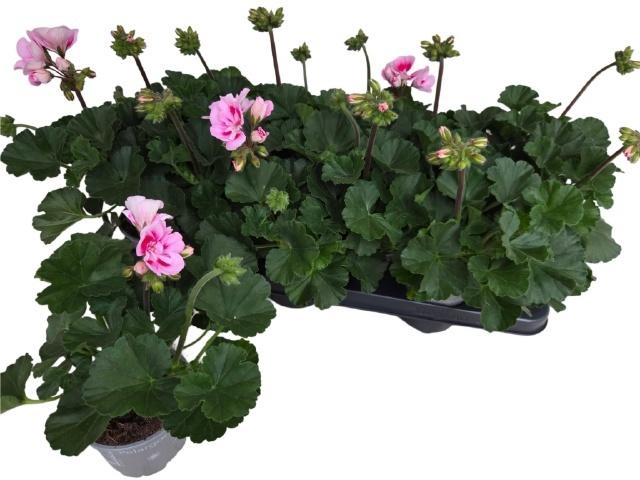 <h4>PEL ZON TOSC SIL LIN</h4>