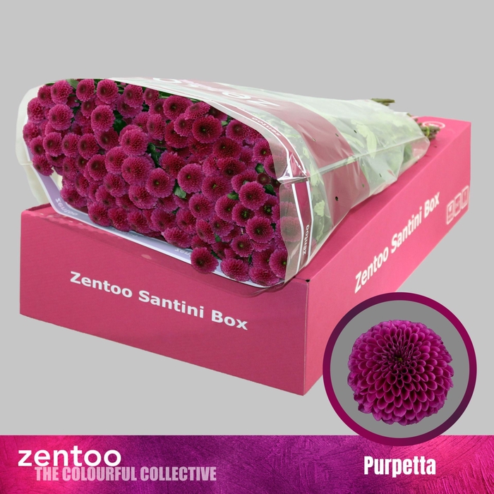<h4>Chrysanthemum SA 'Purpetta'</h4>