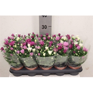 Chrysanthemum Indicum Grp gemengd per pot