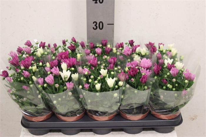 <h4>Chrysanthemum Indicum Grp gemengd per pot</h4>