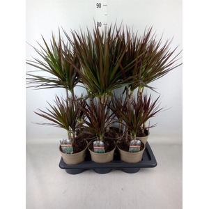 Dracaena marg. 'Magenta'