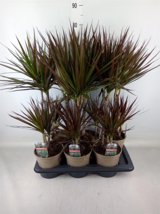 <h4>Dracaena marg. 'Magenta'</h4>