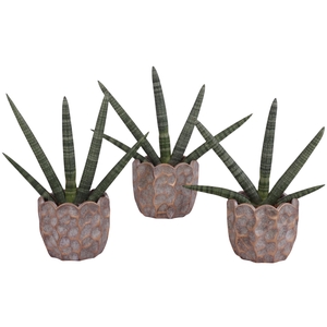 Sansevieria Cylindrica Handshake in Ø15cm Ceramic PL670