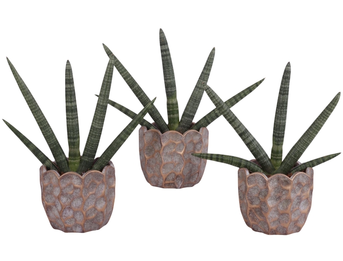 <h4>Sansevieria Cylindrica Handshake in Ø15cm Ceramic PL670</h4>