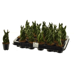 SANSEV CYLINDRICA OV