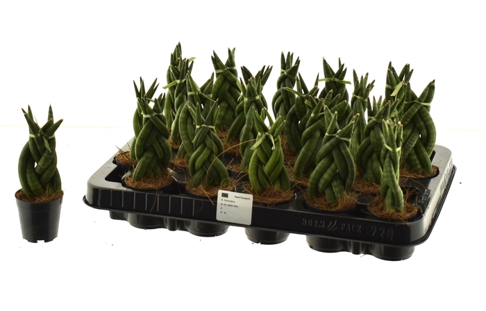 <h4>SANSEV CYLINDRICA OV</h4>