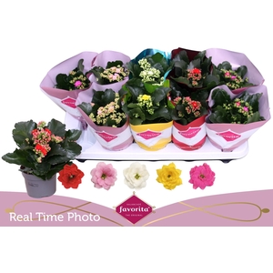 KAL GE PERF GEM 5 KL