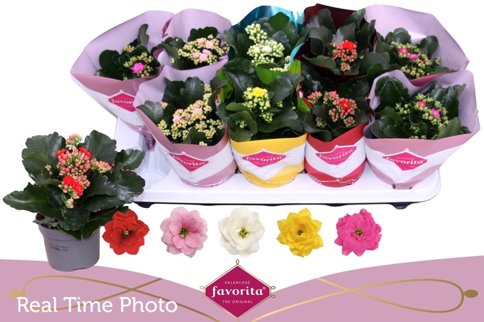 <h4>KAL GE PERF GEM 5 KL</h4>