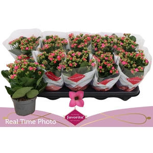 KAL EN BEL ROSA PINK