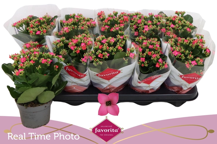 <h4>KAL EN BEL ROSA PINK</h4>