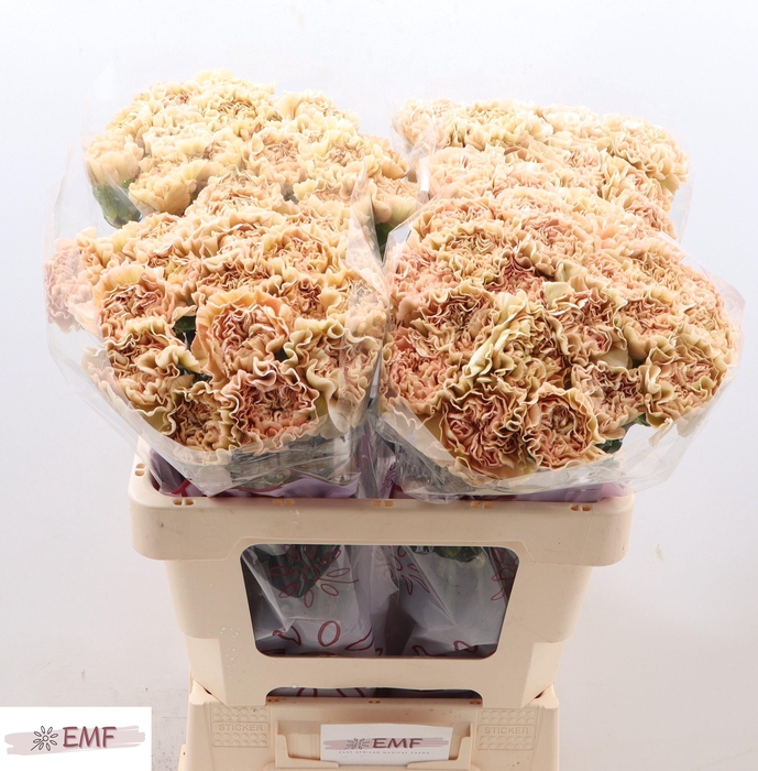 <h4>DI ST LEGE MARRONE</h4>