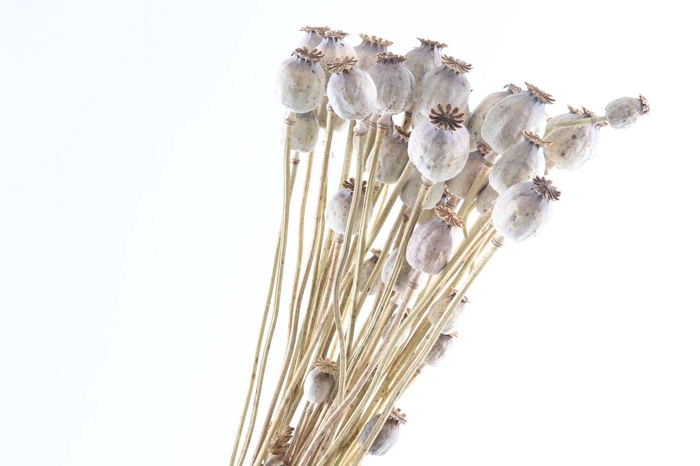 <h4>Papaver Natural</h4>