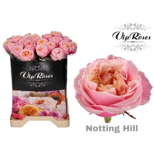 R GR NOTTING HILL