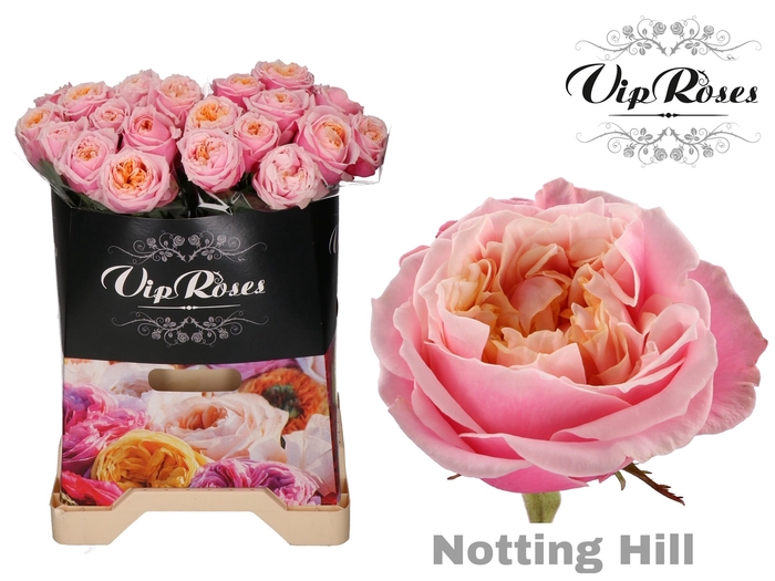 R GR NOTTING HILL