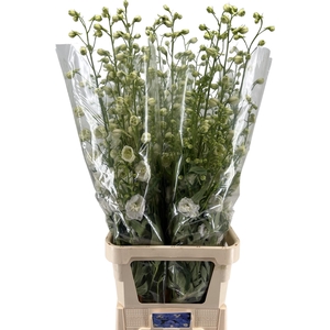 DELPH DU CENTU WHITE