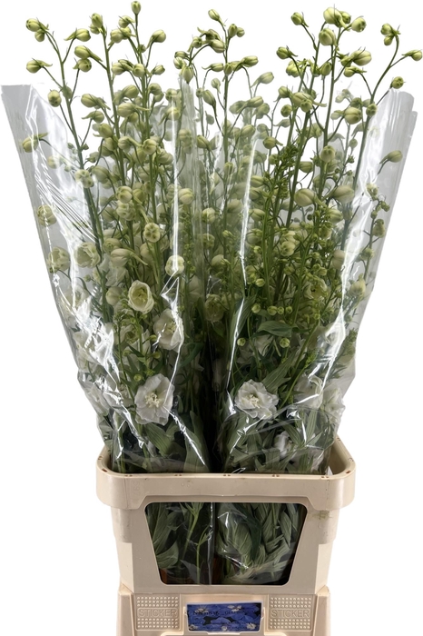 <h4>DELPH DU CENTU WHITE</h4>