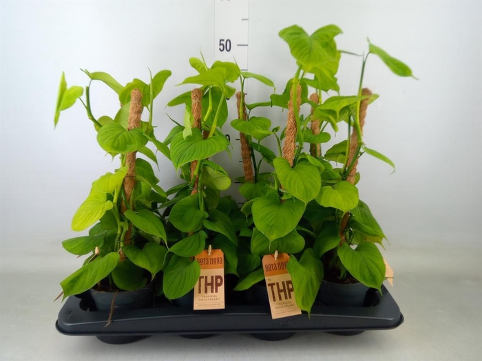 <h4>Philodendron   ...</h4>