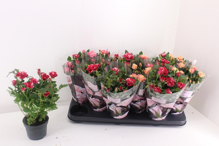 <h4>RO VICTORY GEM</h4>