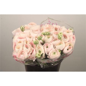 Ran.. Su Hanoi Extra