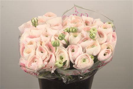 Ran.. Su Hanoi Extra