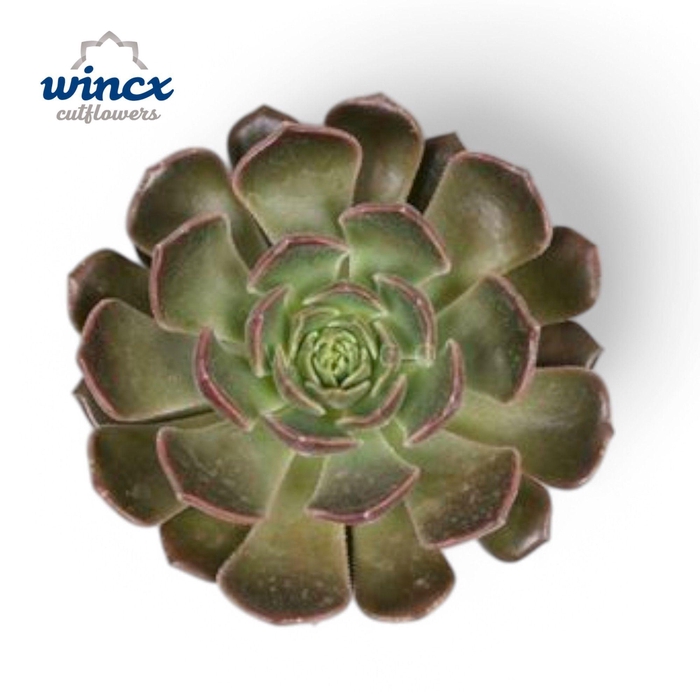 <h4>Echeveria Bron Rose Cutflower</h4>