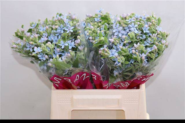 <h4>OXY CO TAN PURE BLU 40 CM X50</h4>