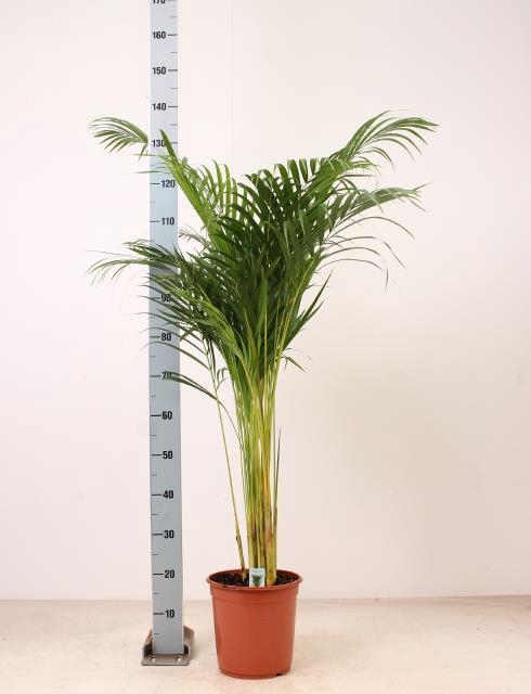 <h4>DYPSIS LUTESCENS</h4>