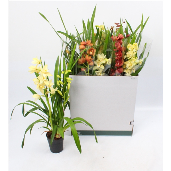 <h4>Cymbidium mix 2 tak open bloem</h4>