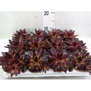 Sempervivum   ...