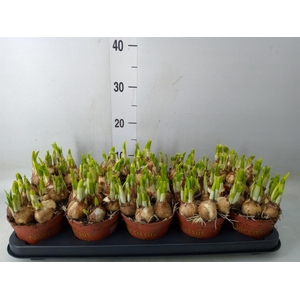 Narcissus  'Tete a tete'