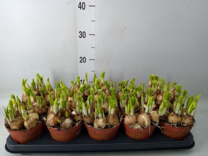 <h4>Narcissus  'Tete a tete'</h4>