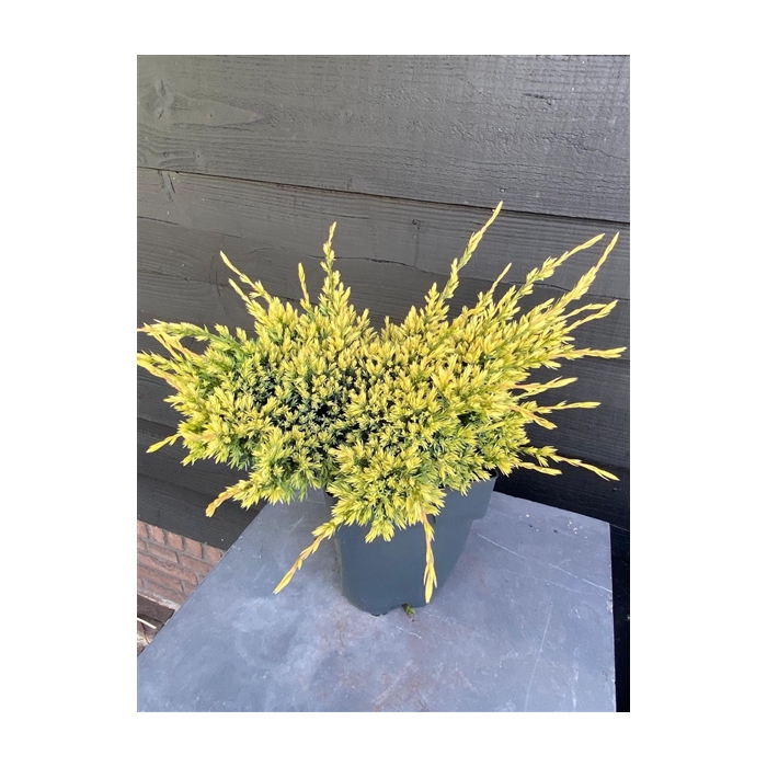 <h4>Juniperus squamata 'Holger' P17</h4>