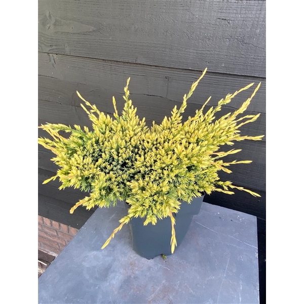 <h4>Juniperus squamata 'Holger' P17</h4>