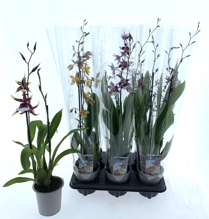 <h4>CAMBRIA GRP GEM</h4>