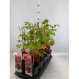 Fruitplanten   ...fruitbomen