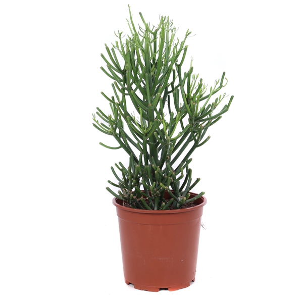 <h4>Euphorbia tirucalli 21 cm</h4>