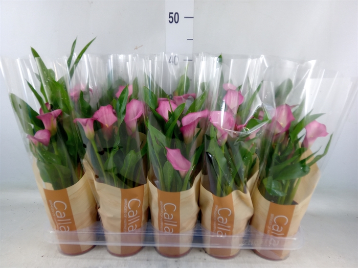 <h4>Zantedeschia  'Zazu'</h4>