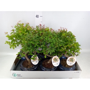 Bonsai   ...mix