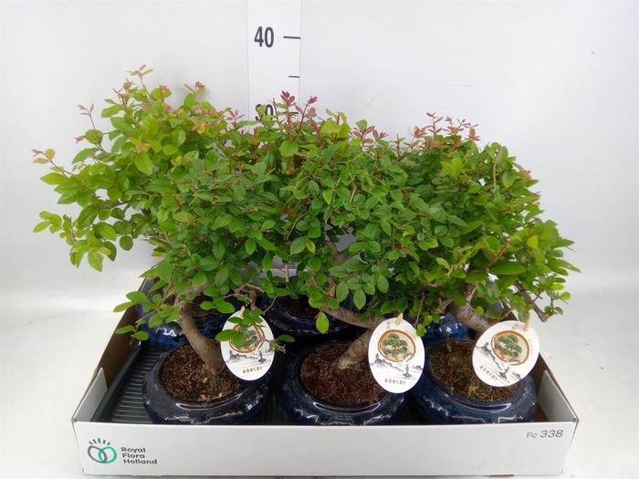 <h4>Bonsai ...mix</h4>