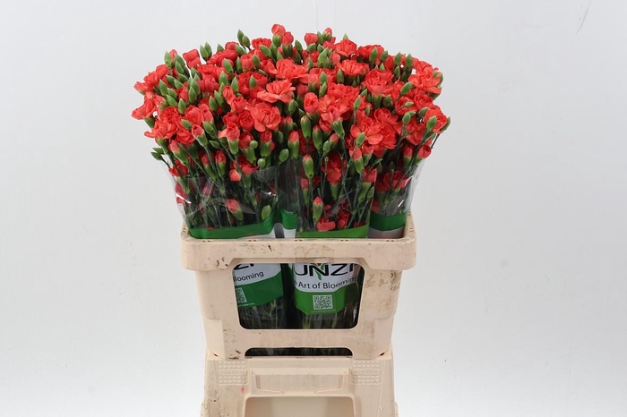 <h4>Di Tr Valencia x20</h4>