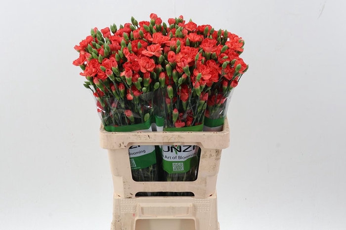 <h4>Di Tr Valencia x20</h4>