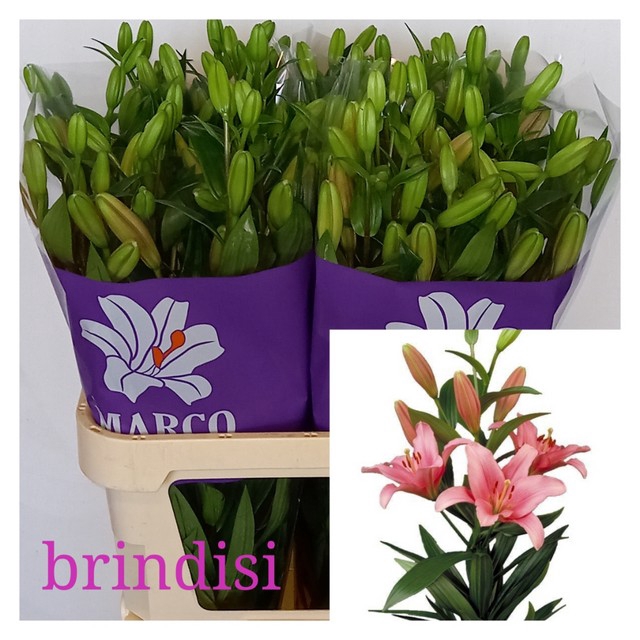 LI LA BRINDISI