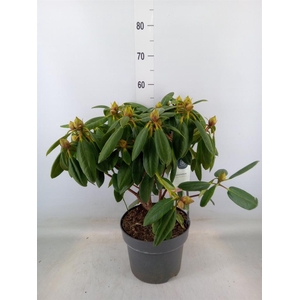 Rhododendron wardii 'Virg Richards'