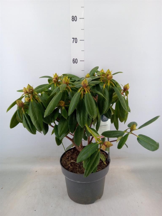 <h4>Rhododendron wardii 'Virg Richards'</h4>