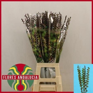 Chasman F Saturn Bes